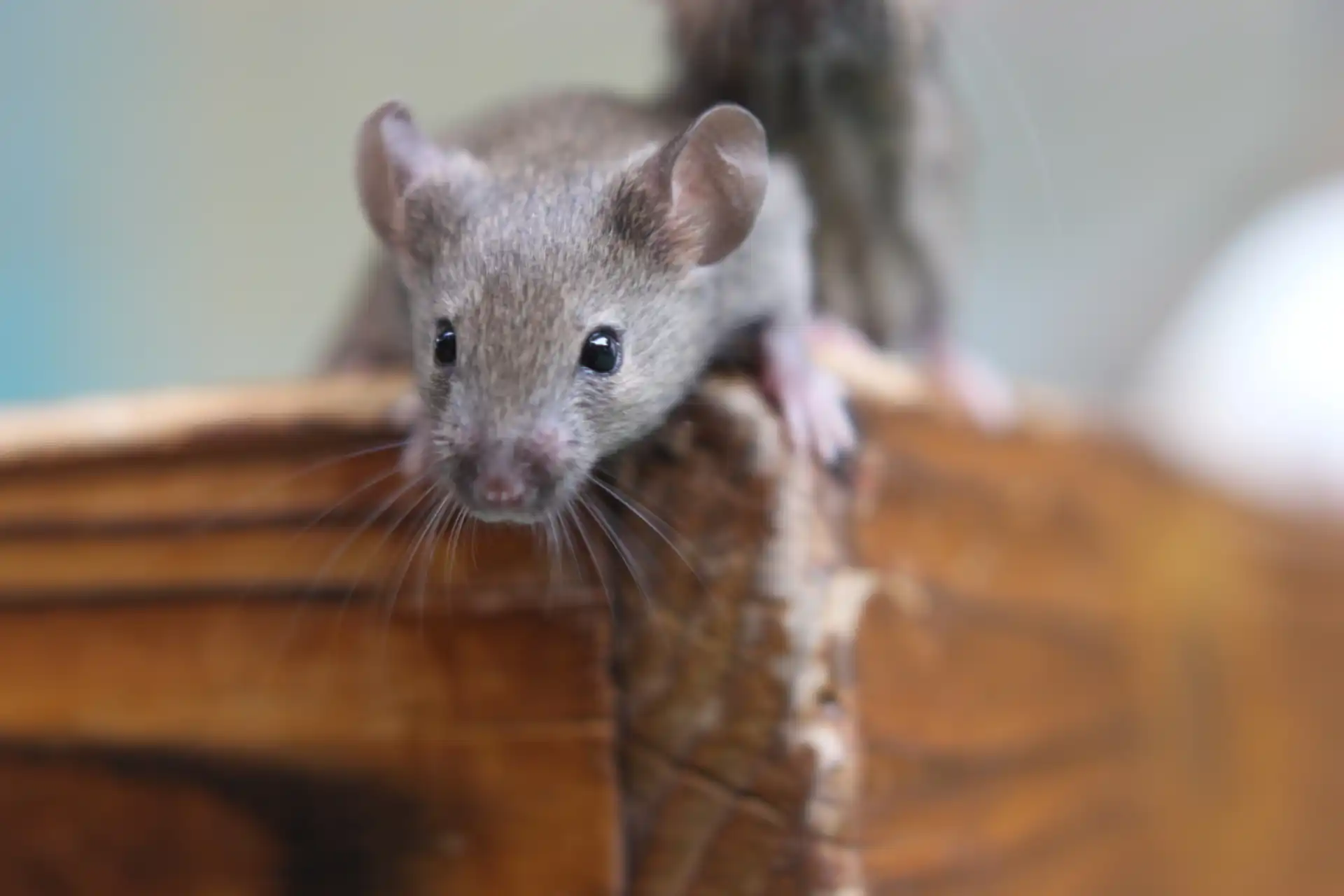 家に出るネズミの種類を知ろう！家を守るための最初の1歩
