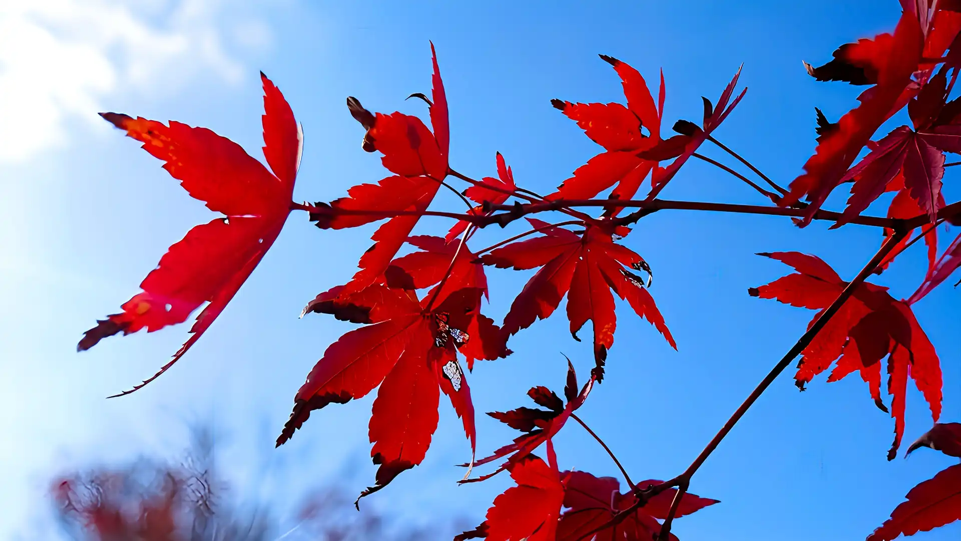 ネズミ被害が多い時期