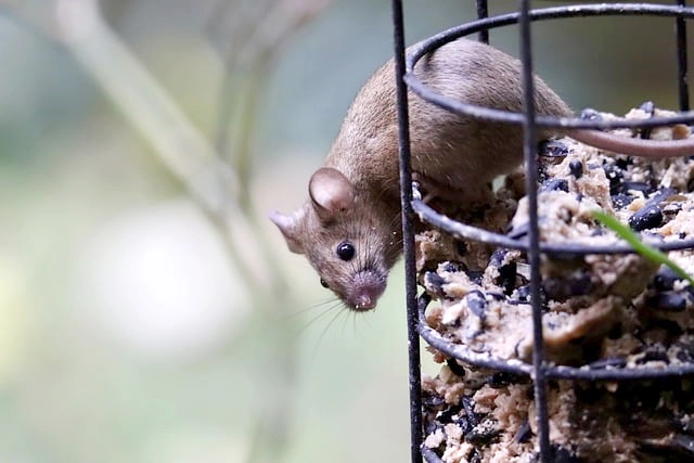 自宅にネズミがいるかを確かめる方法
