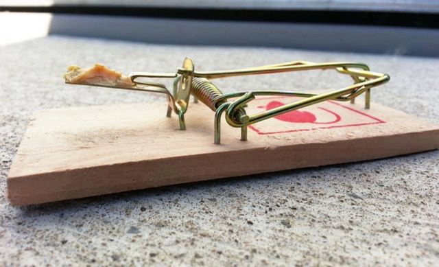 ネズミの駆除方法と予防対策