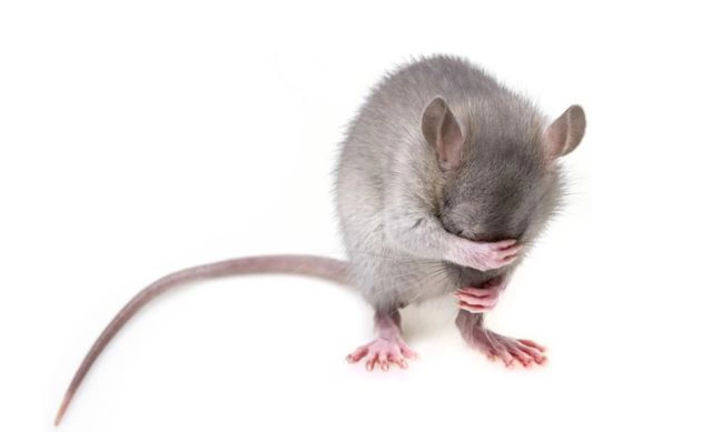 ネズミを寄せ付けないようにするには？