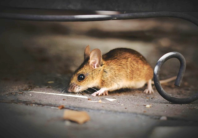 つくばみらい市を困らせる家ネズミ3種