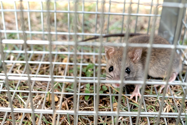 ネズミを退治することはできる？