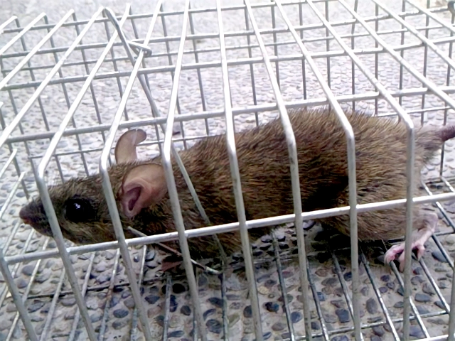 ネズミを自分で駆除する方法