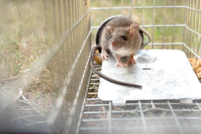 個人でネズミ駆除をするには