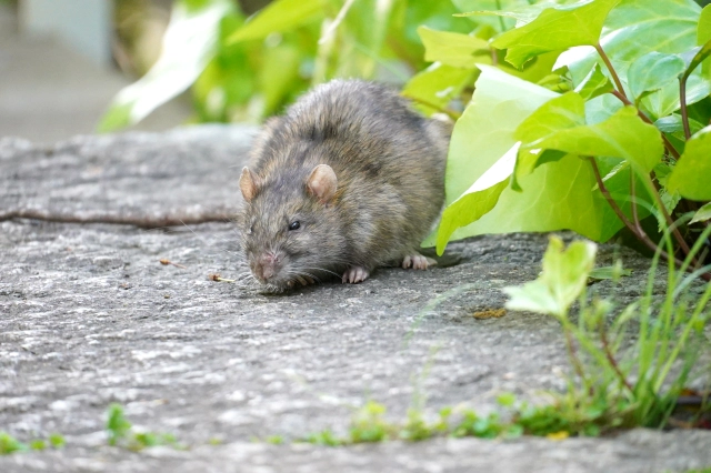 越谷市に出る害獣「ネズミ」の種類について