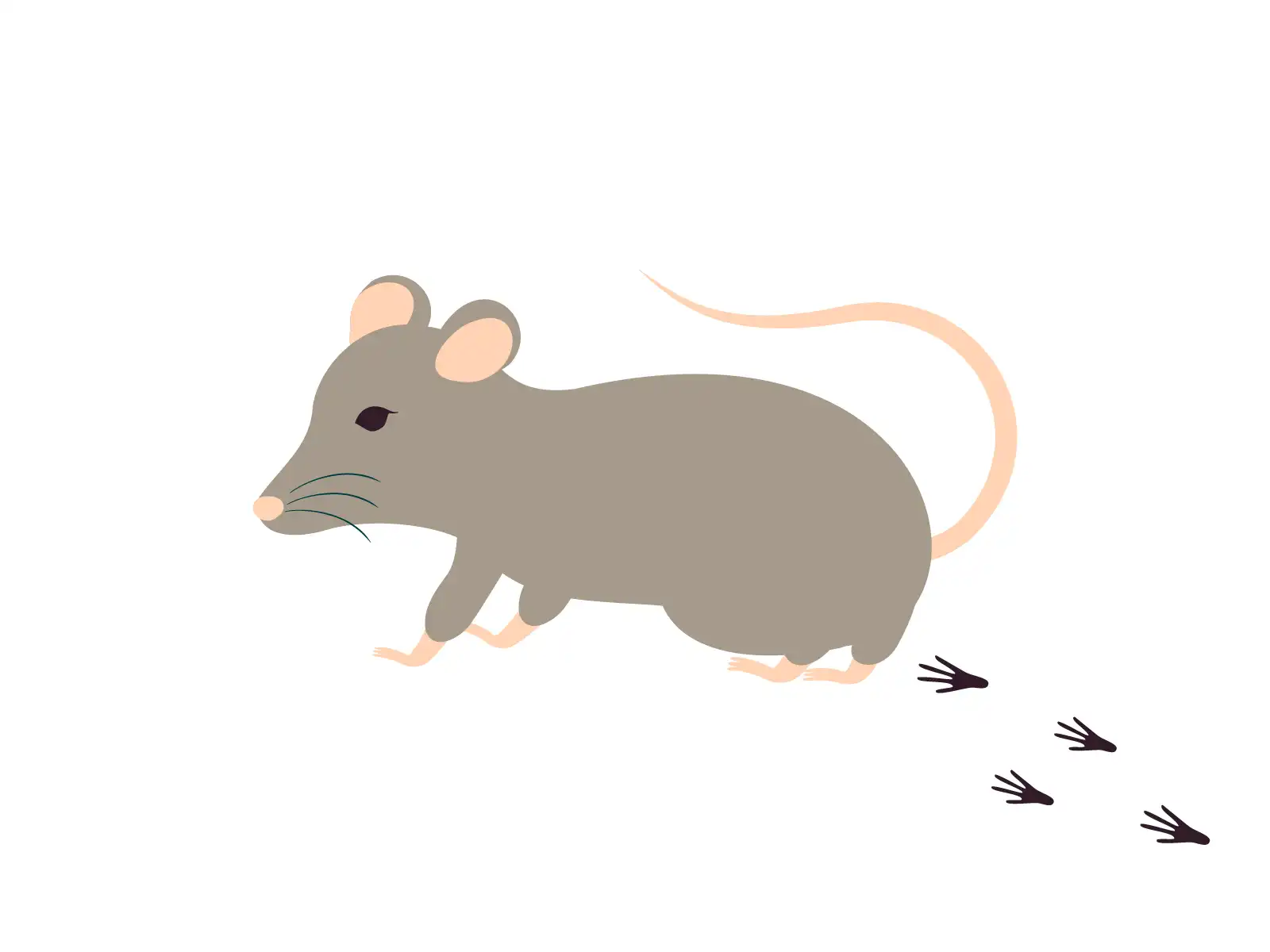 ネズミに噛まれることで引き起こされる感染症のリスク