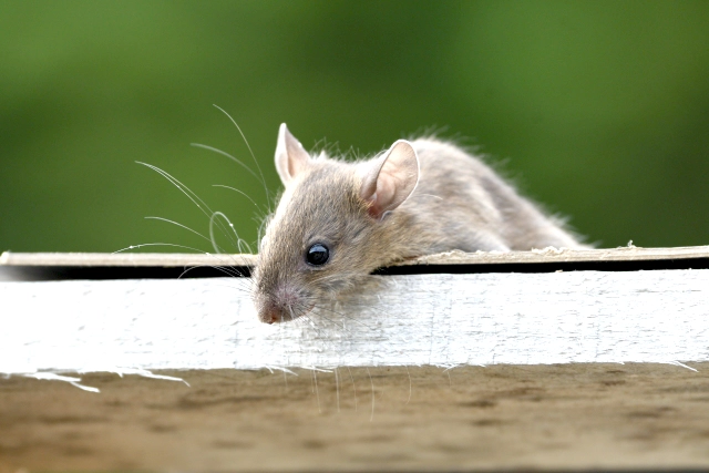 津市に生息するイエネズミ3種
