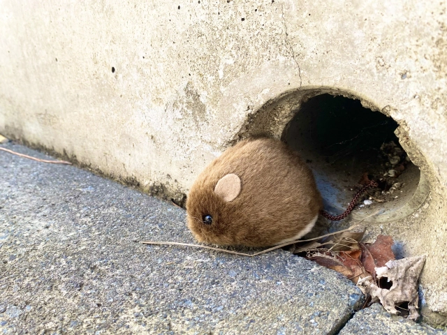 仙台市に現れるネズミの種類と特徴