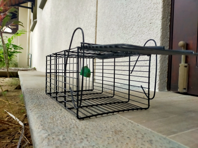 ネズミが発生したら個人でできる駆除方法