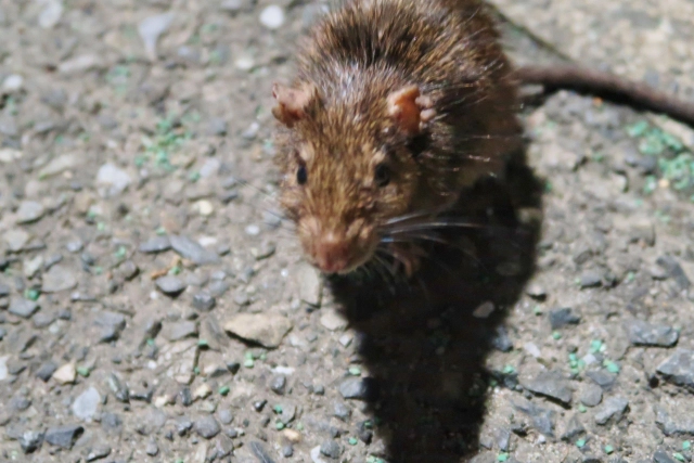 大阪で見られるネズミの種類