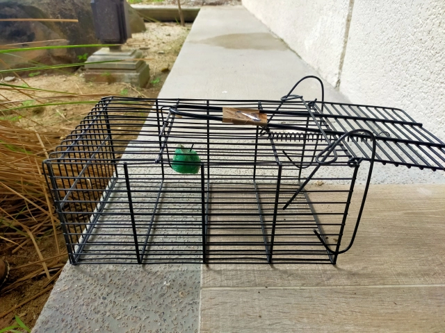 ネズミ駆除は自力でできる？