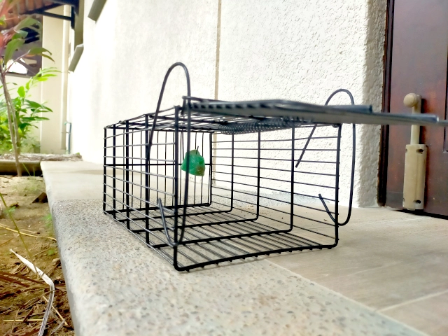 個人でもできるネズミ対策