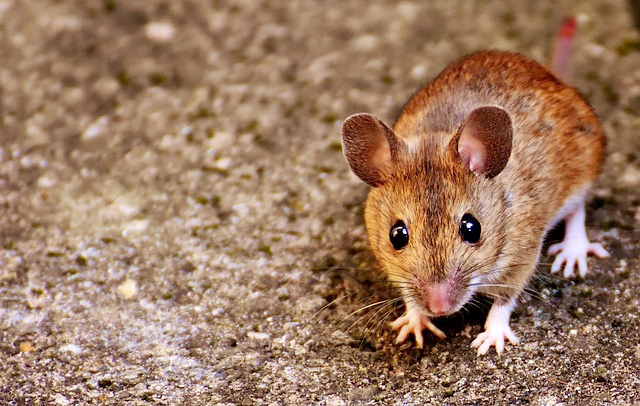 立川市を困らせるネズミの種類