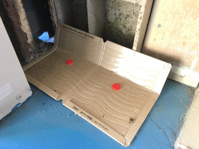 自宅でできるネズミ駆除の応急対策と予防