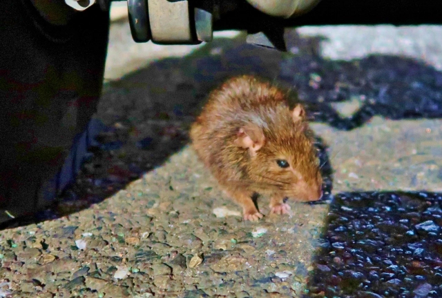 京都府で見かけるネズミの種類について