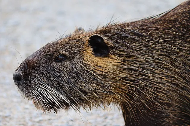ヌートリアにおける捕獲器の貸出あり